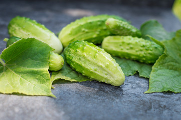 Fresh green cucumbers on a twig