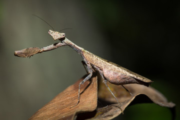 The brown mantis.