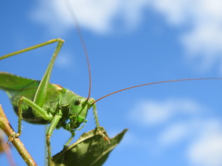 Green grasshopper