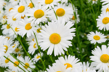 Fototapeta premium Many bright, large garden chamomiles, similar to small suns.
