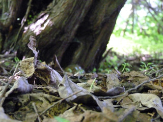 Dead Leaves under Old Tree Close Up