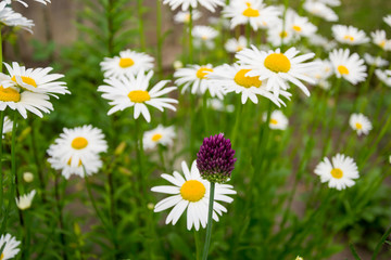 Fototapeta premium Flowering onion on a background of large garden chamomiles
