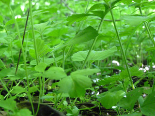 Low Close Up Macro Detail of Ground Covering Green Plants Background