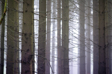 Wald mit Nebel und kahlen Stämmen