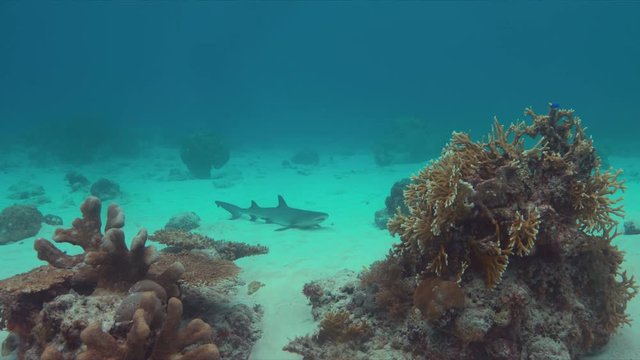 Whitetip Reef Shark on sandy bottom of a colorful coral reef. 4k footage