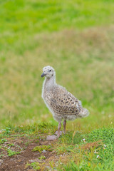 Naklejka premium Baby gull, seagull newborn on the cliff 