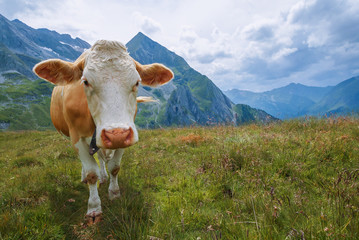 Fototapeta na wymiar Cow on Tettensjoch in Austrian Alps
