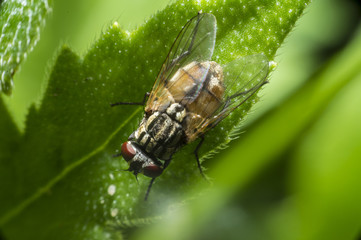 Closeup of blow-fly or carrion fly Calliphoridae