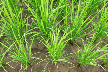 Rice farm , rice field , rice paddy