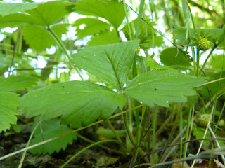Close up Macro Detail of Wild Strawberry Plants