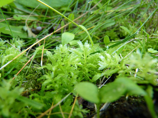 Low Close Up Macro Detail of Bright Green Moss Growing in Grass