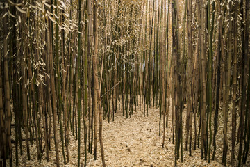 Obraz premium Brown bamboo forest