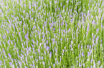 LAVANDA