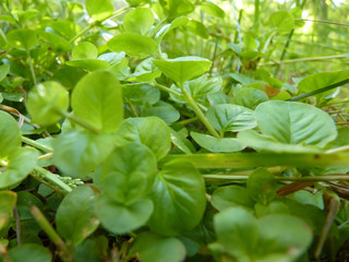 Low Close Up Macro Detail of Creeping Jenny Lysimachia Nummularia
