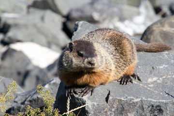 groundhog sun bathing over a rock at summer