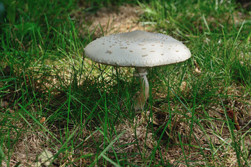 Mushrooms in the yard
