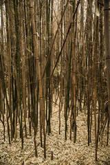 Brown bamboo forest
