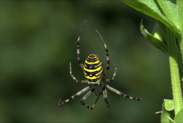 Wispy spider on the meadow