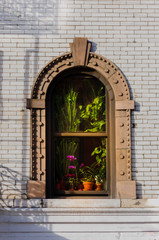 Fototapeta na wymiar window plants in white facade