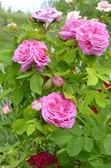 Pink Rose Blooming in Flower Garden