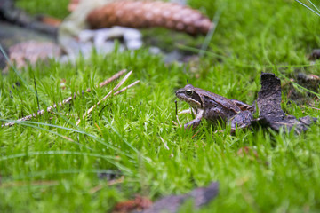 young frog sitting in moss