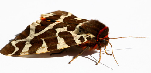 Great Tiger Moth, Arctia Caja