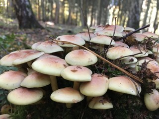 Natur, Planzen, Sonne