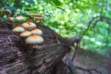 Pilze aus dem Stamm II