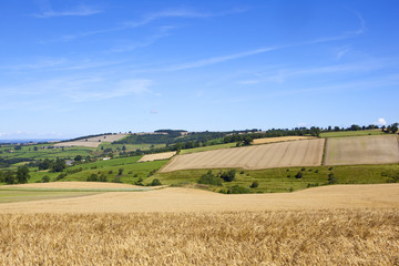 Fototapeta na wymiar patchwork fields and barley