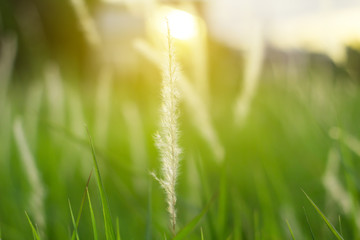 Nature flower grass and sunset background in the spring season