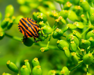 Red beetle on a flower