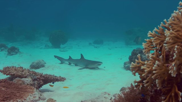 Whitetip Reef Shark on sandy bottom of a colorful coral reef. 4k footage