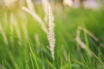 Nature flower grass and sunset background in the spring season