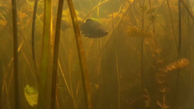 Spearfishing. Shot in the fish under water