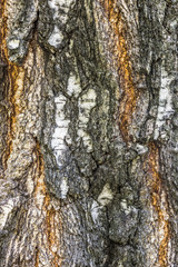 Birch bark as a background
