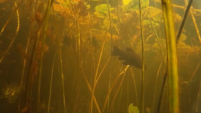 Freshwater fish tench under water
