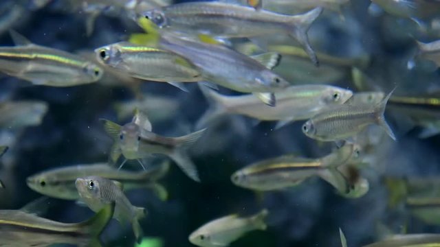 Crowd of Minnow fish swimming underwater.
