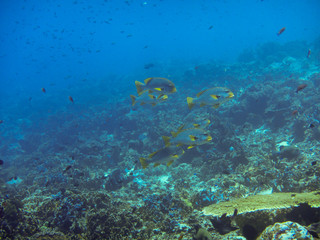 Fototapeta na wymiar Die indonesiche Unterwasserwelt