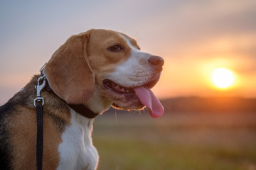 Beagle dog on a background sunset