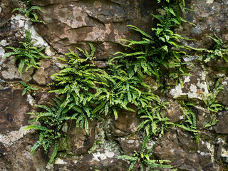 Belvedere house garden ferns, Ireland