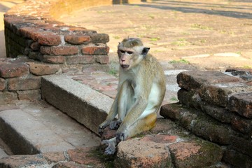 Singe