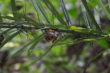 red wasp