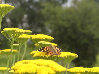 Schmetterling