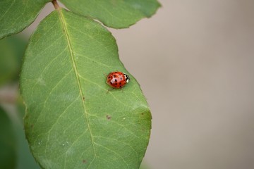 Coccinelle