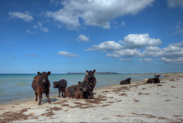 Cattle on the beach