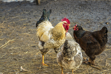 Rooster and chickens