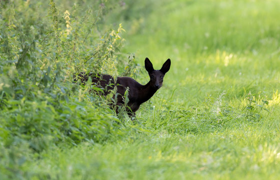 Fototapeta Eine absolute Seltenheit. Ein schwarzes Reh verlässt einen Wald im Naturpark Steinhuder Meer.