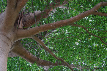 Trunk of tree, tree branches