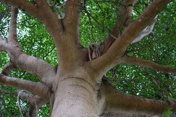 Trunk of tree, tree branches