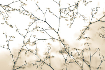 Tree branches background on white